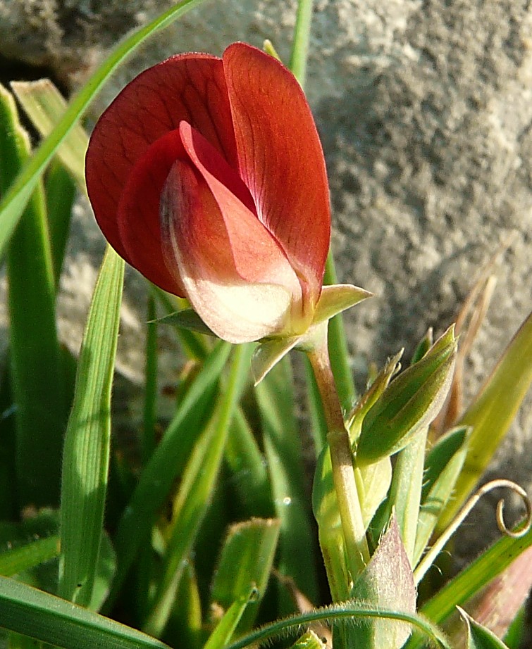 Lathyrus cicera